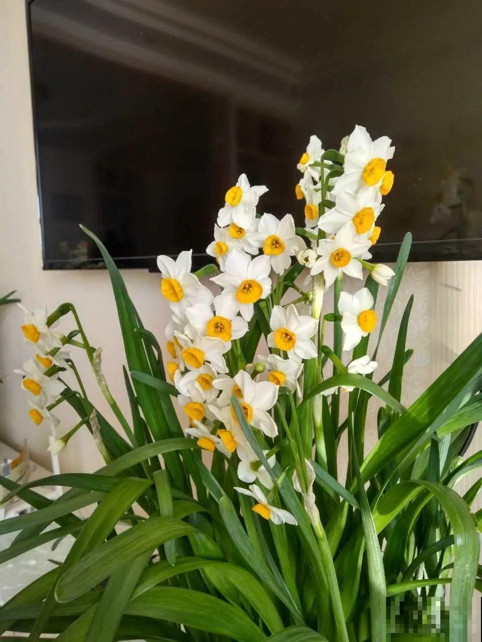 花市里猫腻多，碰见这10种花，再便宜也别买！