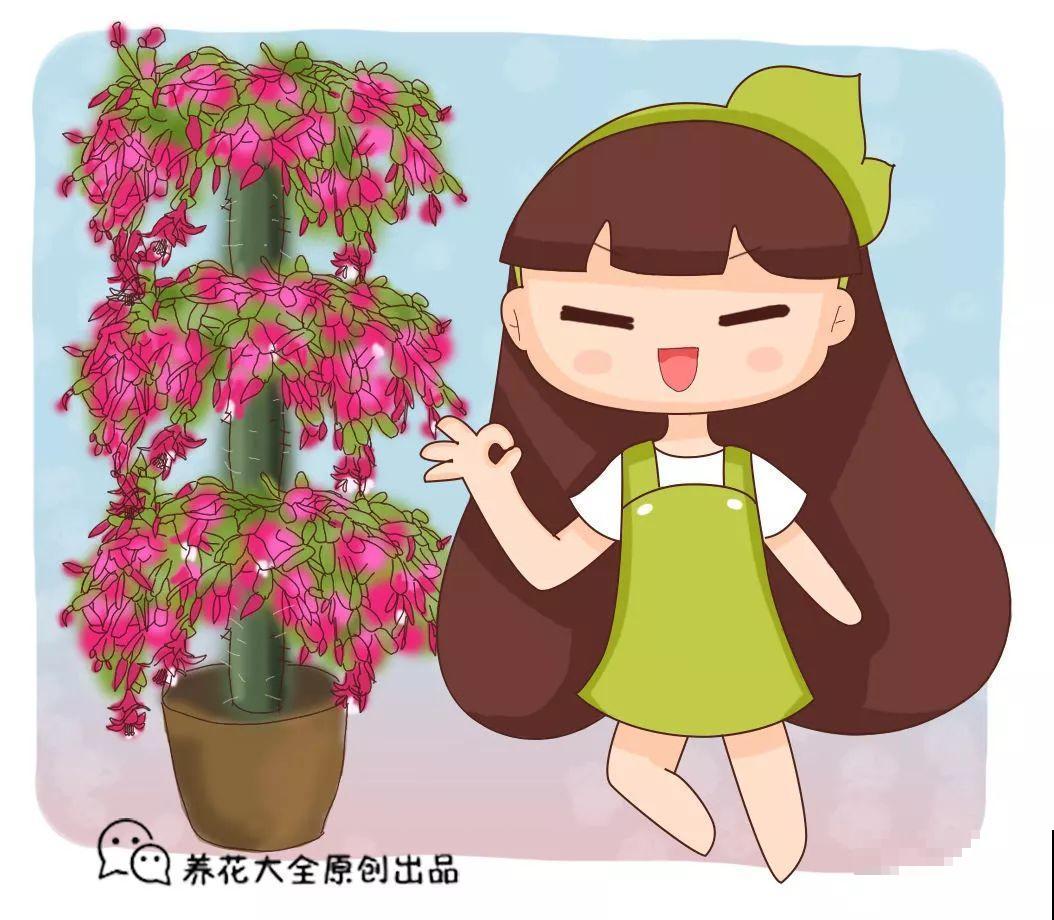 蟹爪兰绑树枝上，花量猛增不烂根，咋养都不死！