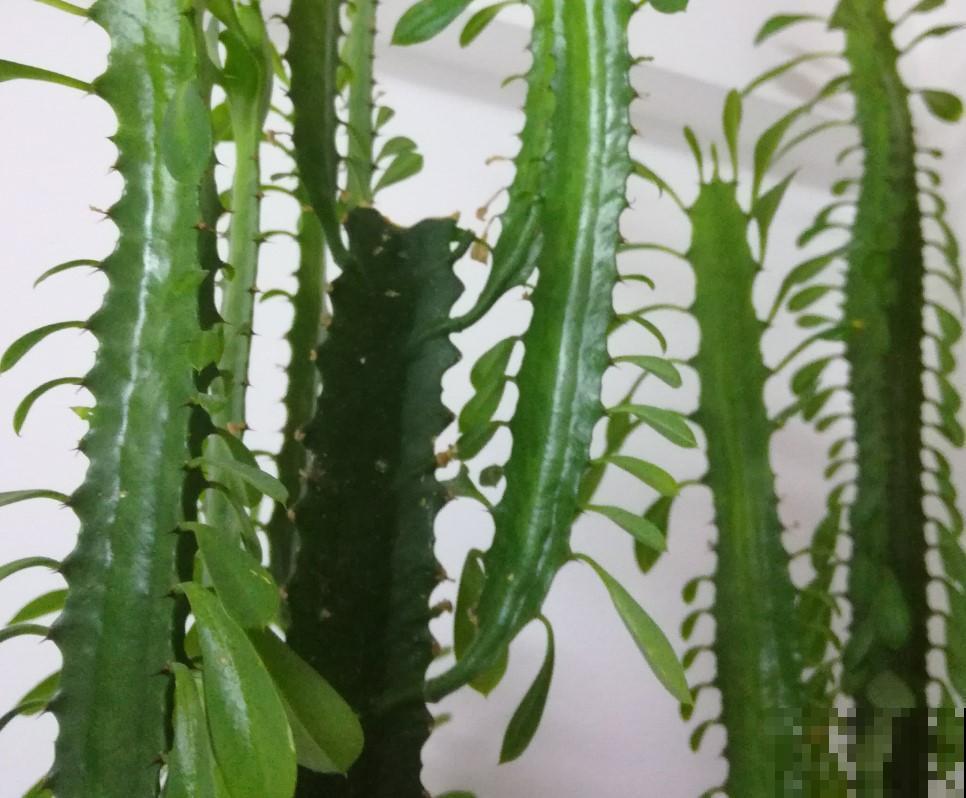 这花长的真丑，寓意却好，你会在家摆一盆吗