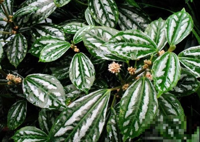 家里养盆冷水花，花纹好看，还能清新周围空气！