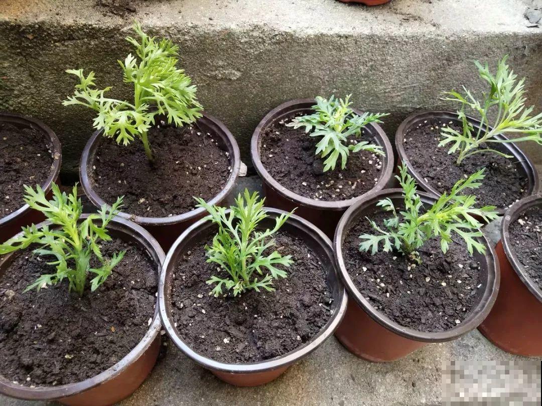 晾衣杆上挂盆它，个个开成大花球，阳台再小也能养！