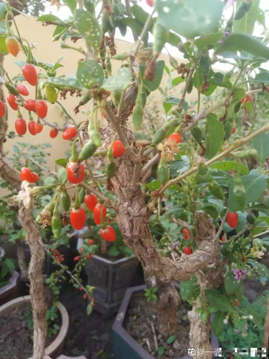 扔路边没人要的花，捡回去养1年，身价翻了20倍！