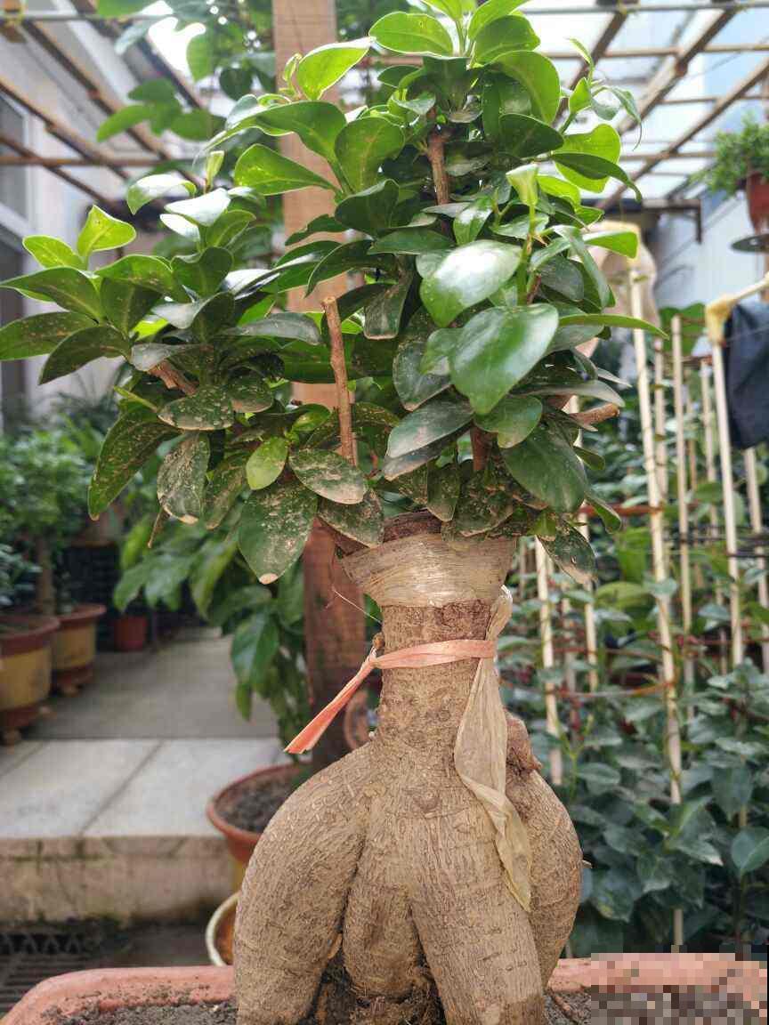 榕树根从筷子细到手腕粗，这几个秘诀不得不知，几个月就脱胎换骨