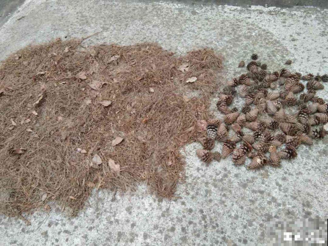 这花就得虐着养，套个袋子捂一捂，揭开立马冒花苞！
