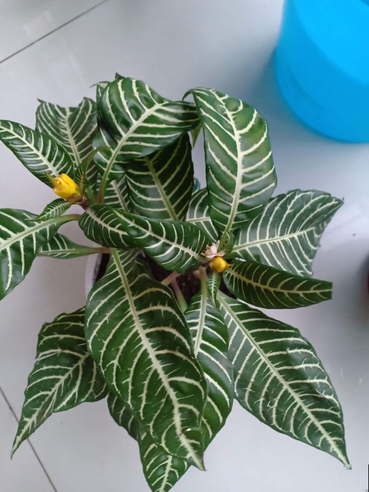 这种观叶盆栽你养过吗？叶子宽大油亮超好养，而且还能全年开花