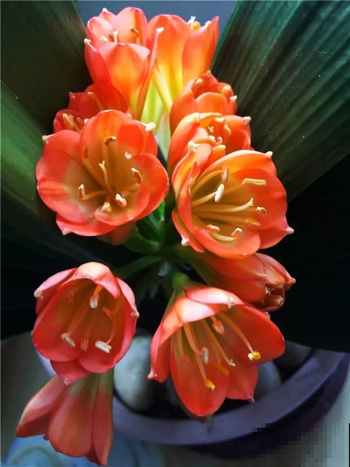 7种转运花，年底在家养一盆，开花就是好兆头！