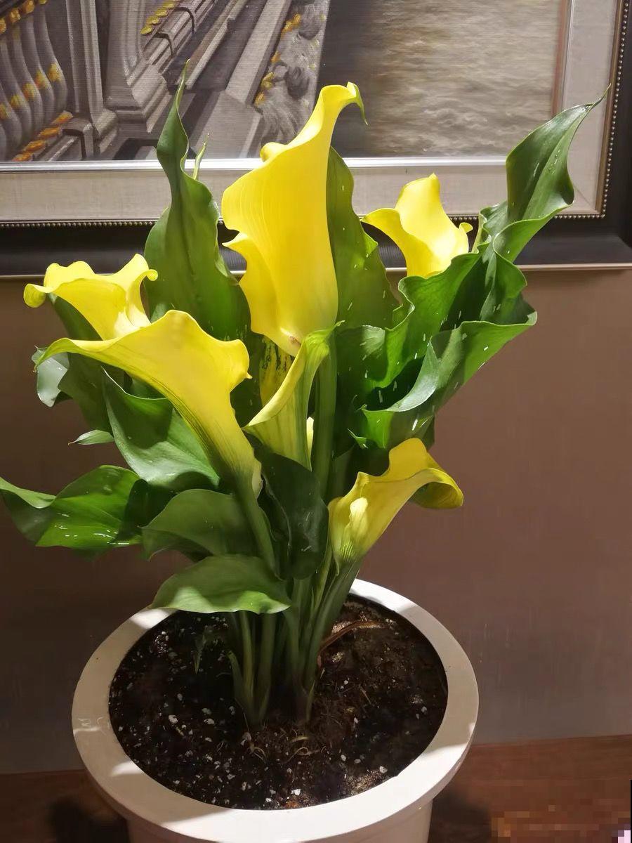 这花特皮实，少浇水、多晒太阳，开花2个月不歇气！