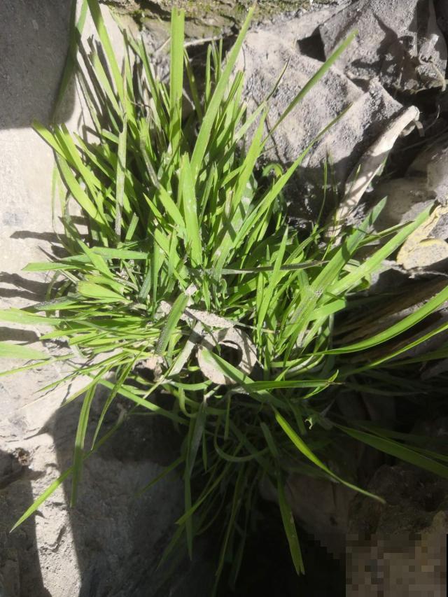 这种荒地野草能泡澡，力大如牛者都拔不动，村里人笑称大屁股草