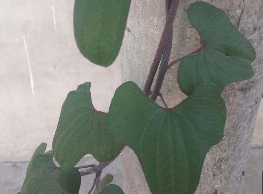 农村种了一院子，那时候不认的，现在却抢着吃！
