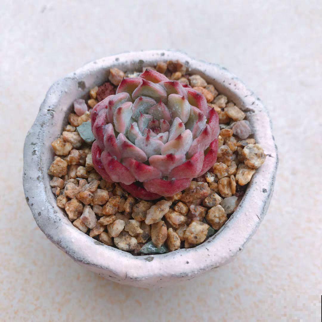 长不大的多肉，太阳一晒像红宝石，越养越精致！