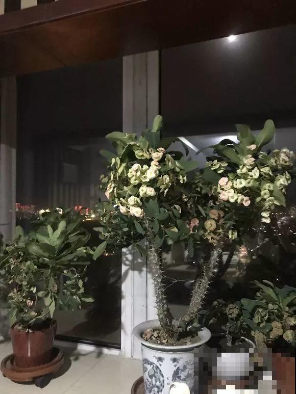 红掌变绿掌，别急着扔，搬屋里缓缓，还有救