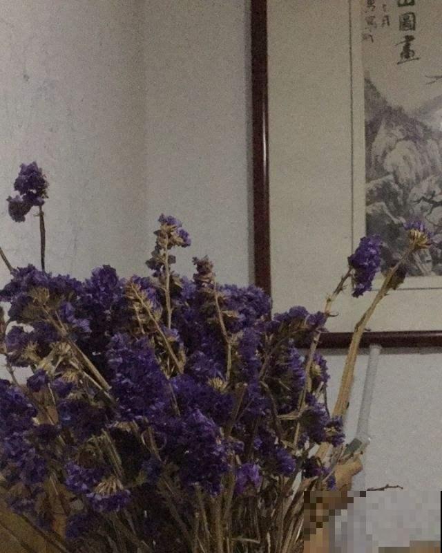 邻居把这1种植物放在卧室，净化空气不说，睡眠改善了不少