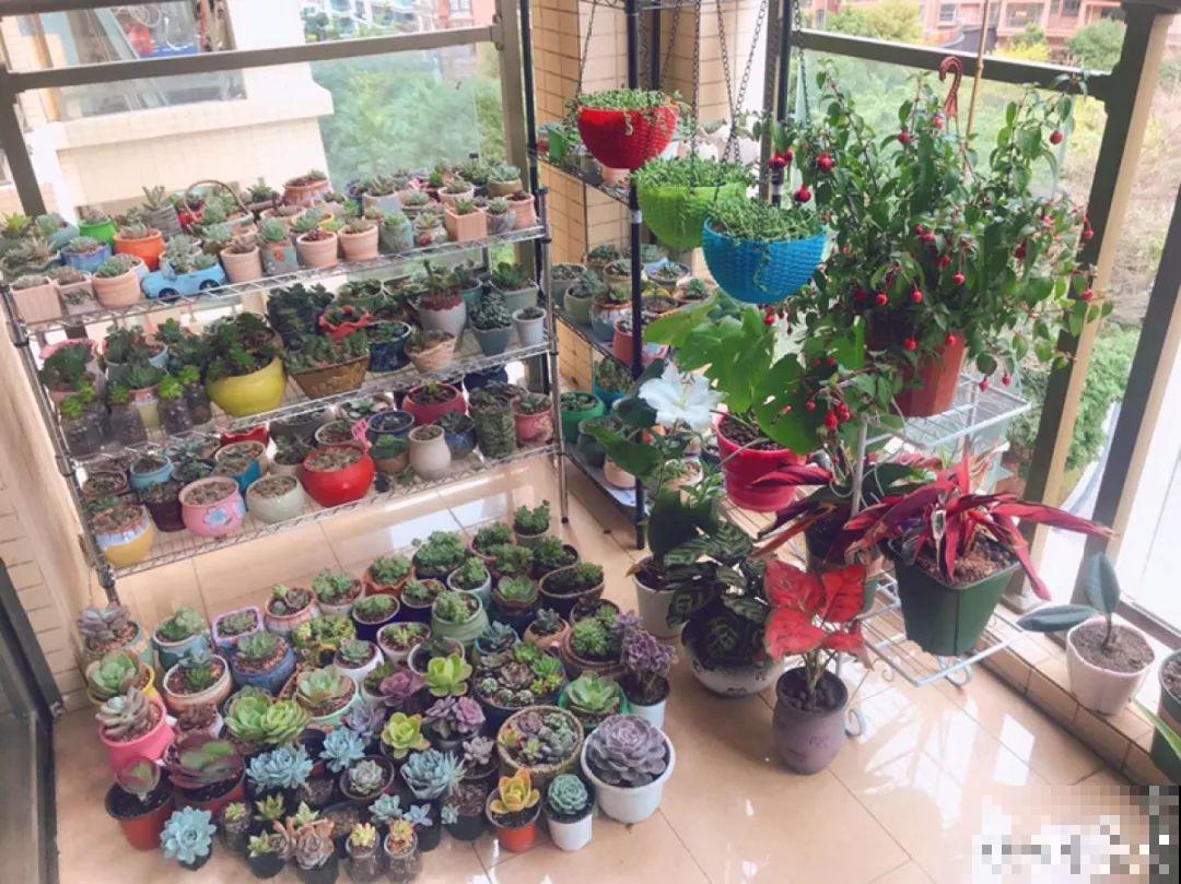 秋天给花浇水，记住3句话，安全过冬不烂根！