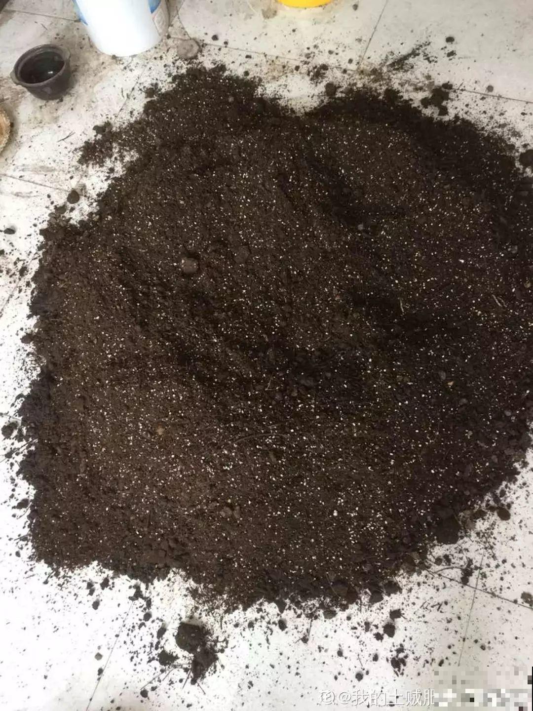 老丝瓜不要丢，剪碎了垫盆底，养花10年不烂根！