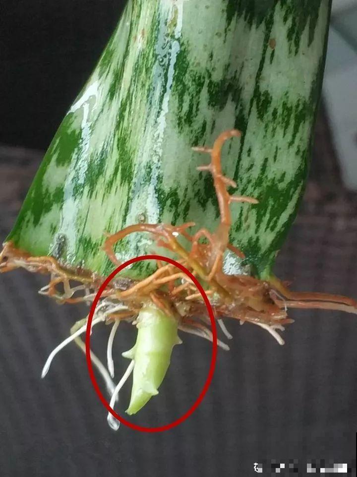 长寿花叶插最好活，现在整两盆，明年多到得送人！
