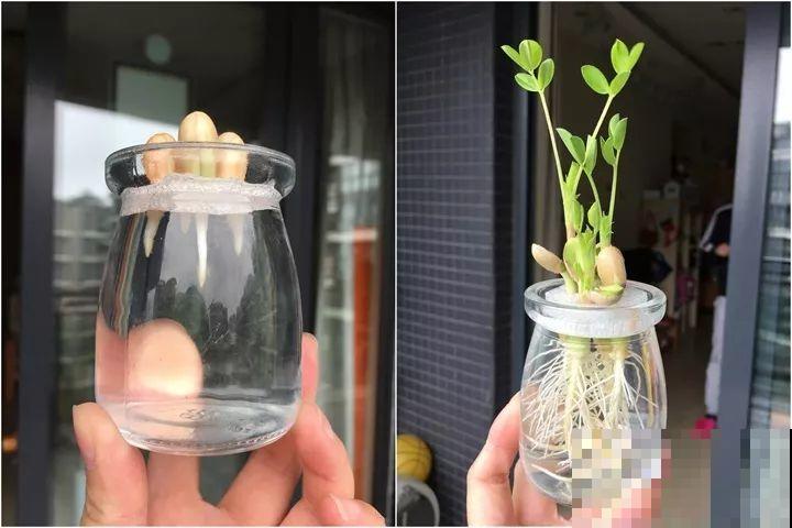 花生去壳丢水里，能吃能赏能结果，比绿萝还小清新！