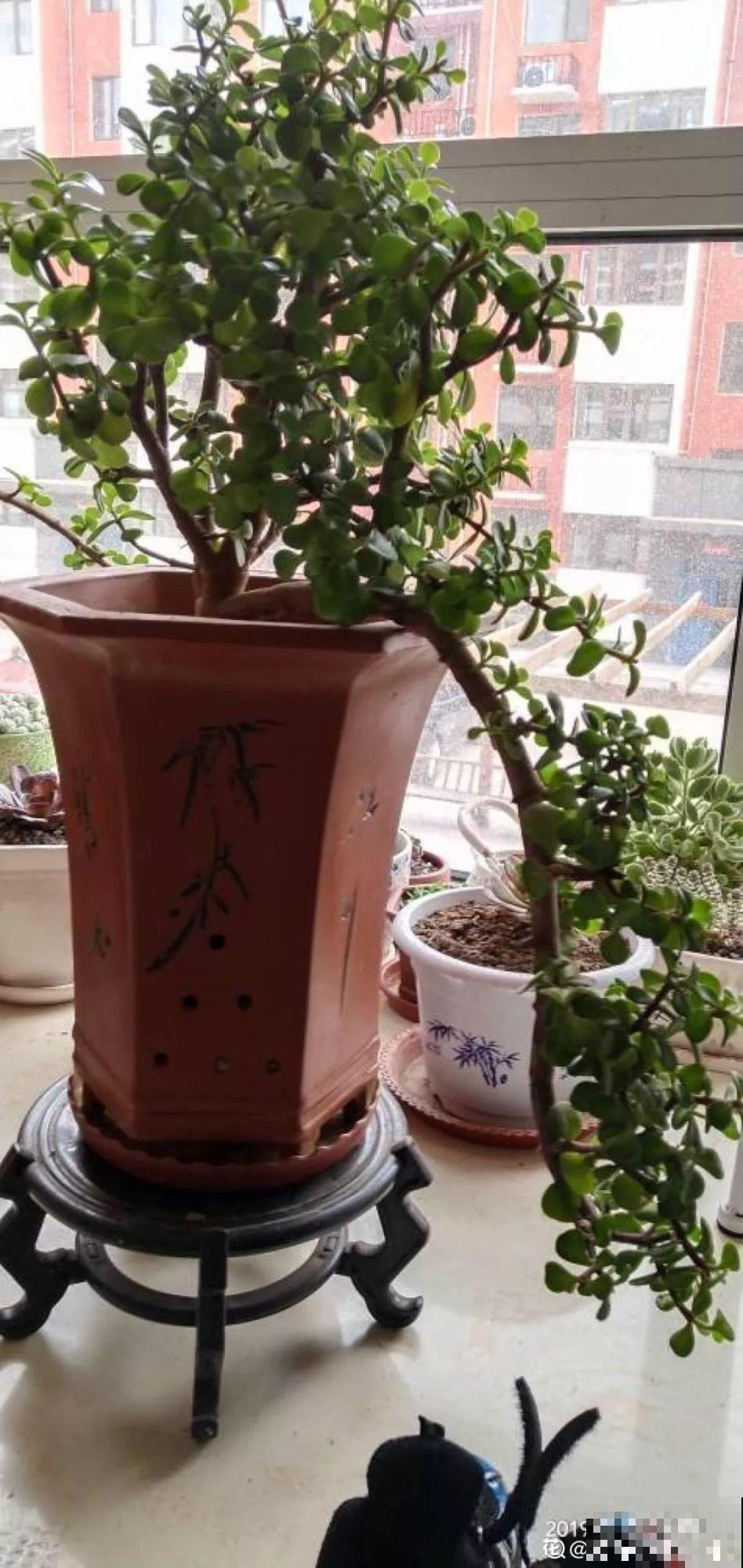农村的马齿苋，变异后成2米老桩，很多人都争着养！