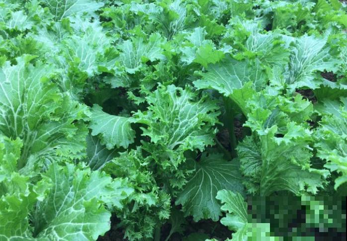 你种过专门包饺子的菜吗？这个新品种鲜有人知，30天收获还零虫害