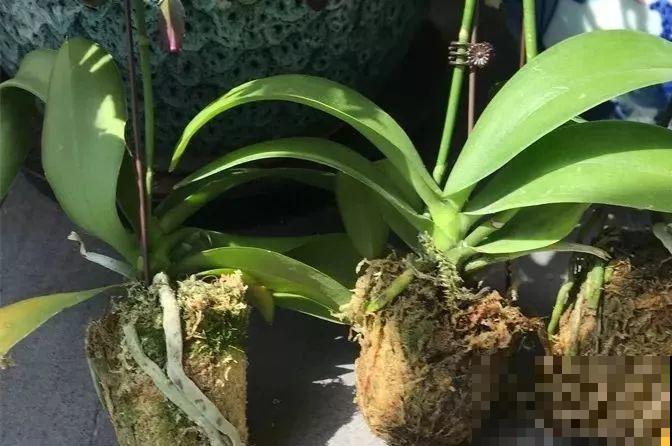 30种花冬天浇水技巧，根不烂，来年春天猛蹿新叶！