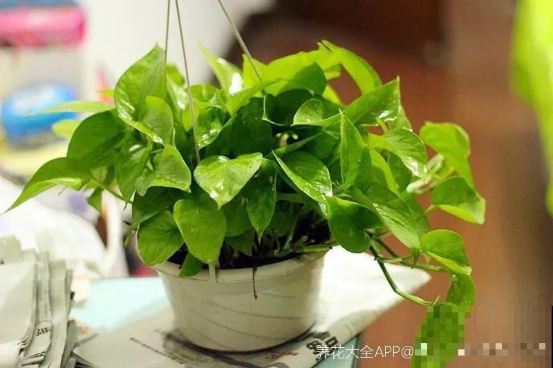40种常见花，冬天就这么养，叶子绿油油照开不误！