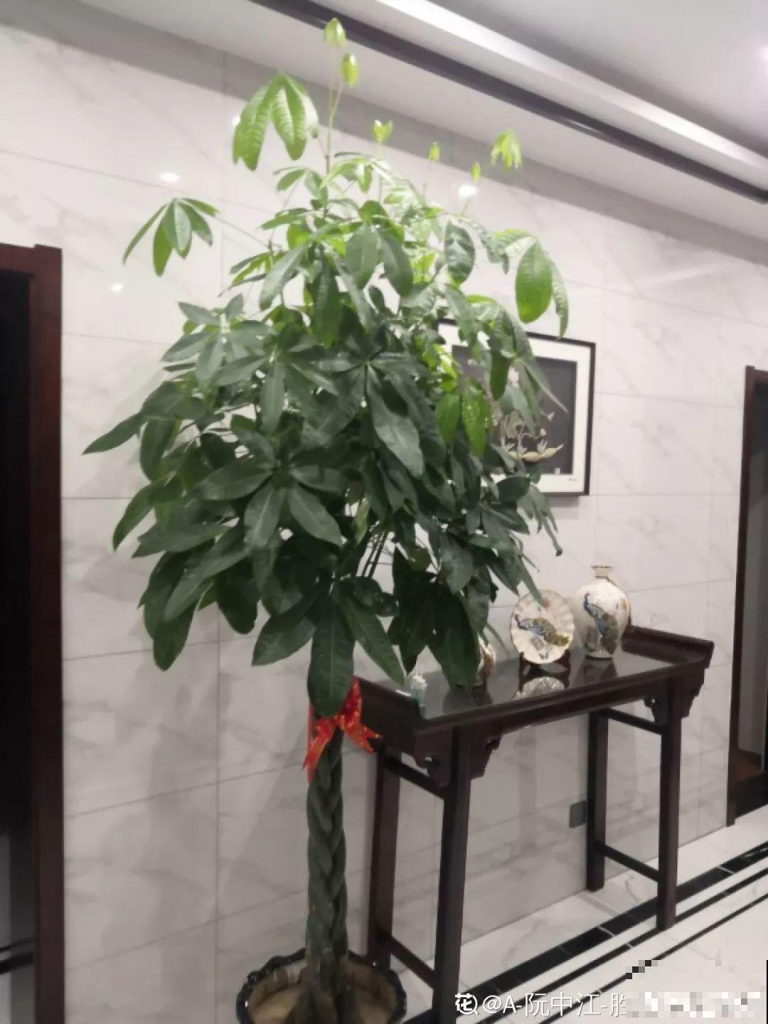 这6种“转运花”，现在养盆最合适，扔水里就长个！