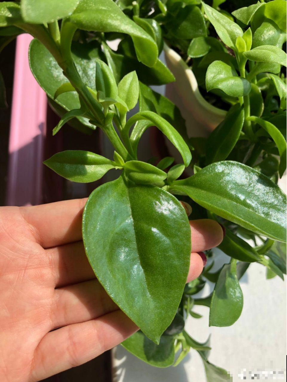 牡丹吊兰这么养，半月就能长爆盆，年年开花不断！