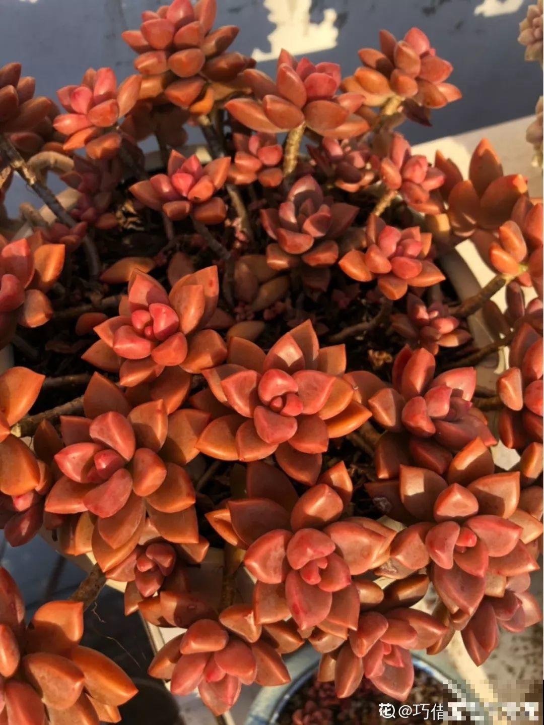 6种多肉最好养，种一盆变十盆，半年就能占满屋！