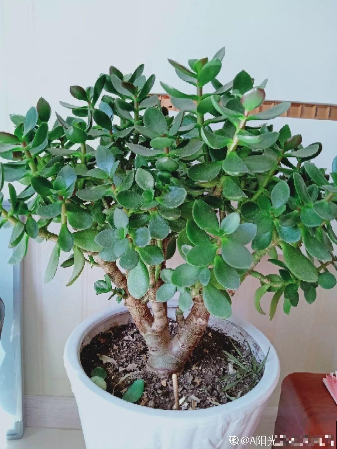 长寿花养出大粗枝，一年到头不窜芽，别等了，赶紧剪！