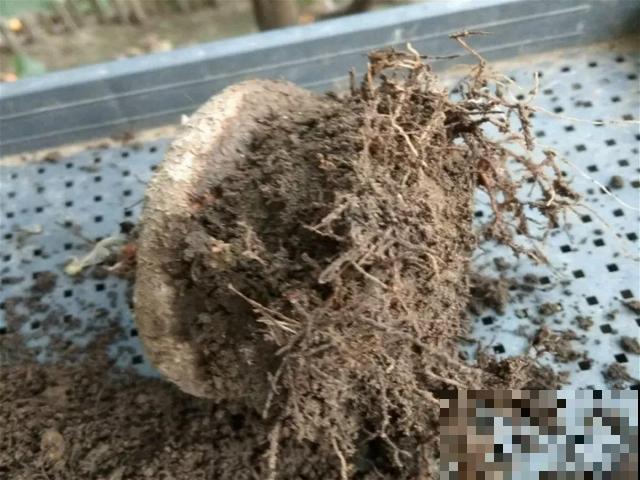 8种花秋冬要穷养，水一多就烂根，再不救只剩空盆！