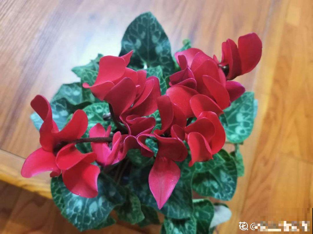 这花放阳台，能从冬天一直开到夏天，怎么都看不够！