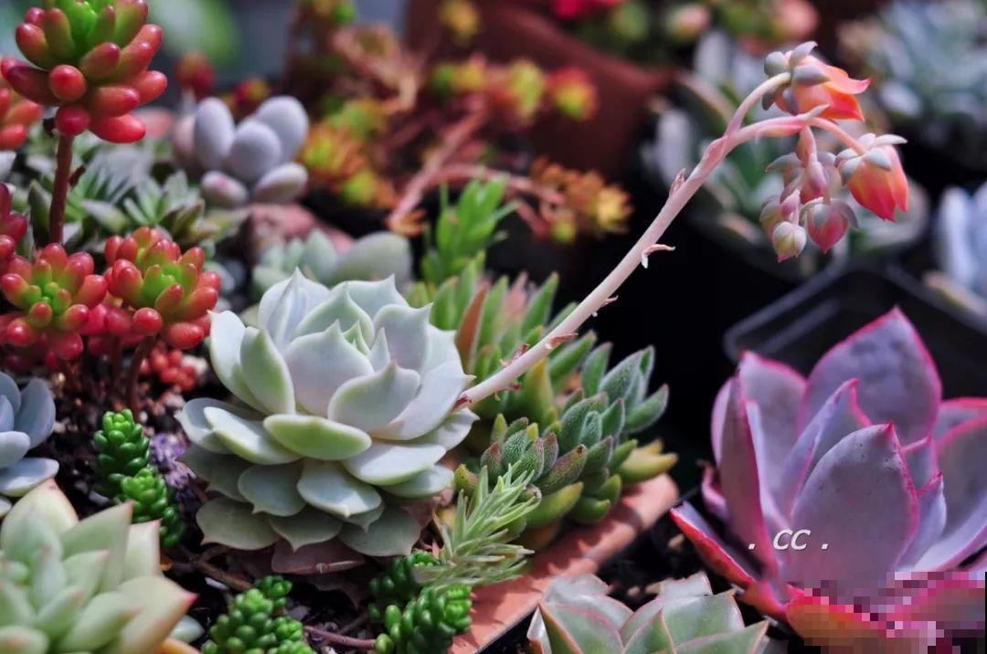 一个盆种了9种花，老妈非说养不好，差点被拔光！