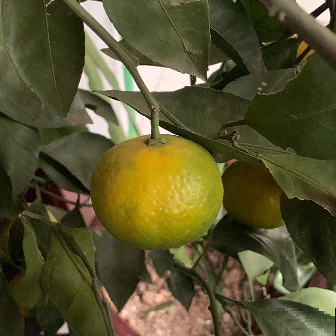 这水果真馋人，在阳台就能种，树叶茂果实多