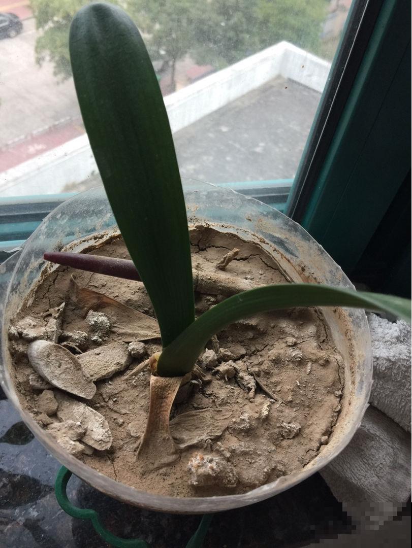 盆土板结得像大石头，来个人工呼吸就立马解决，花立马呼吸畅快！