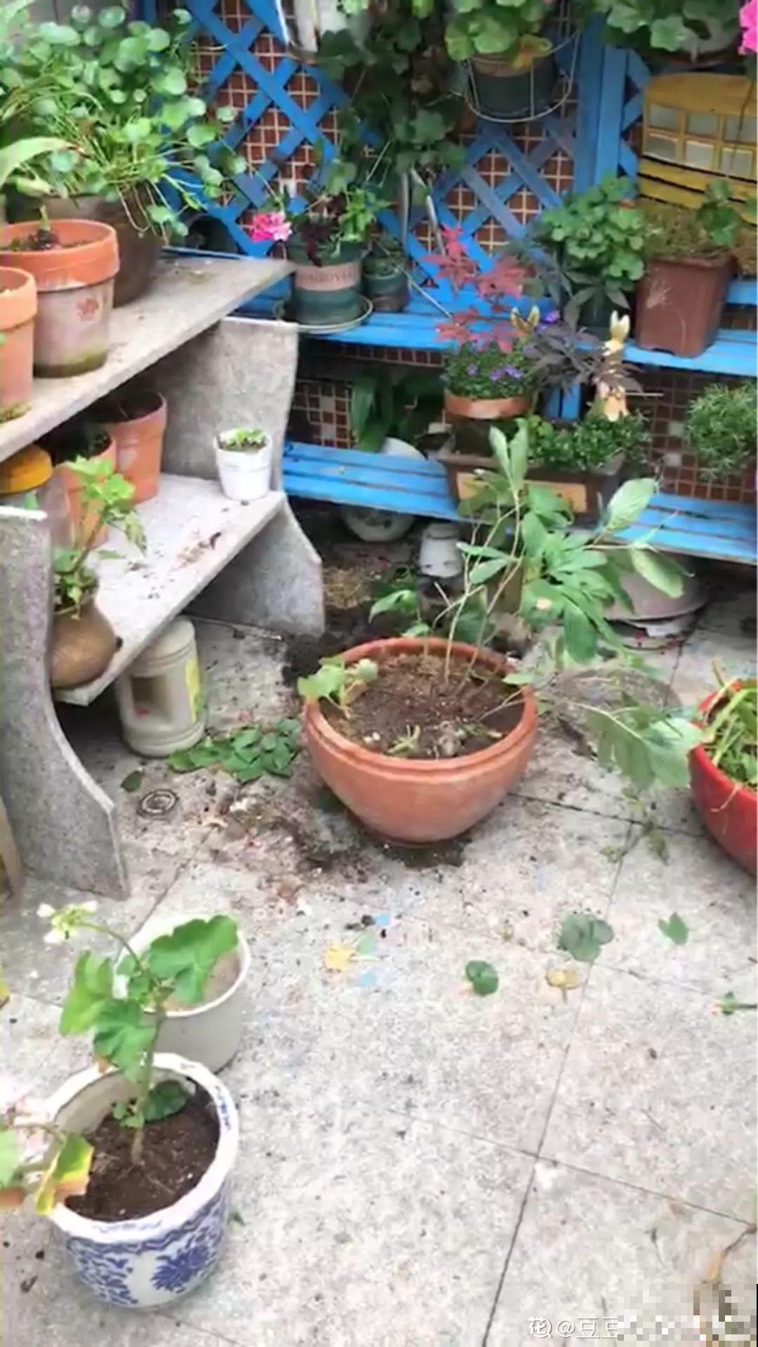 不同季节种不一样的花，这样的院子，才是我心中的世外桃源！