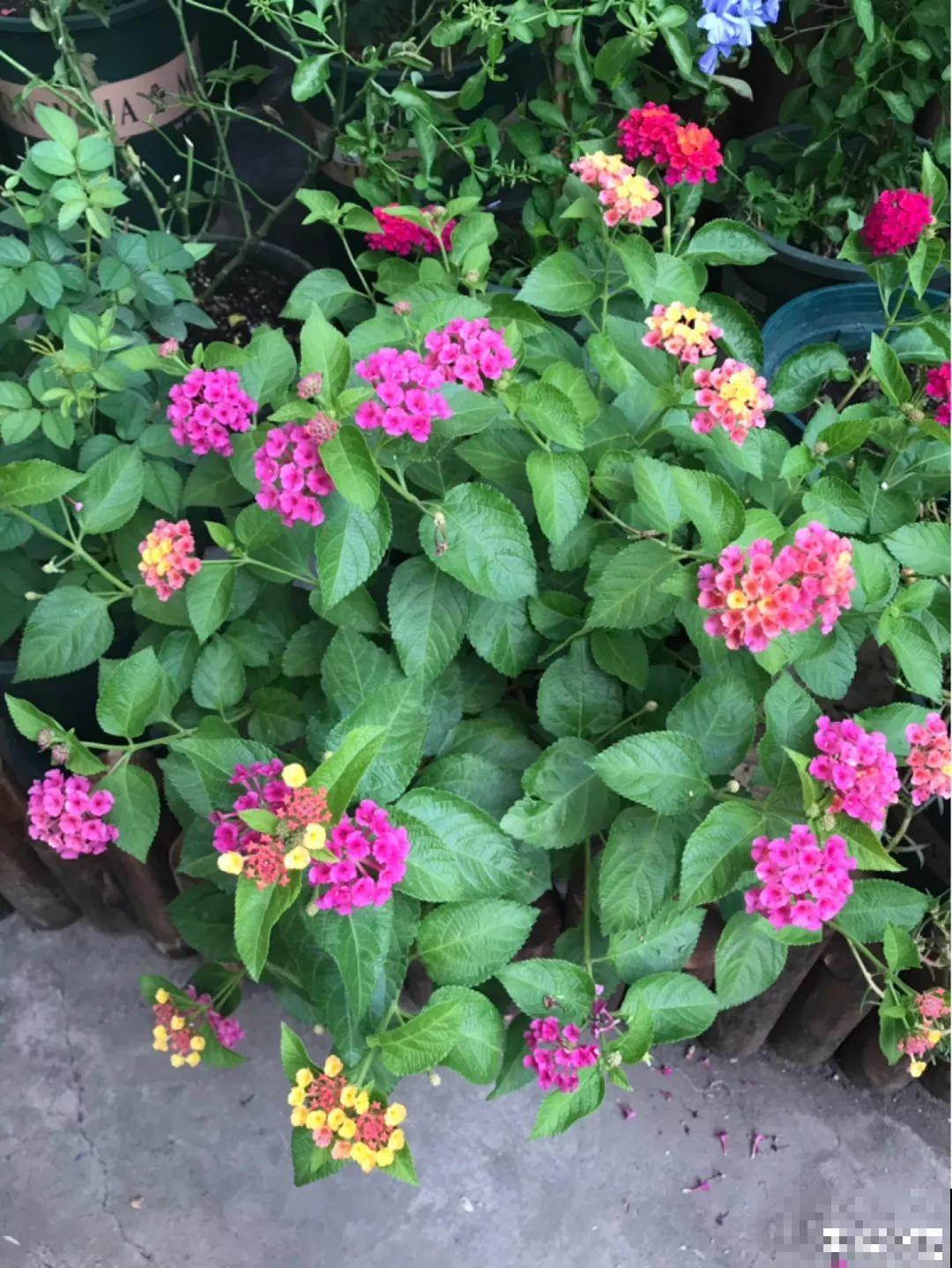 家里养了这花，满屋臭脚丫子味，真想全丢出去