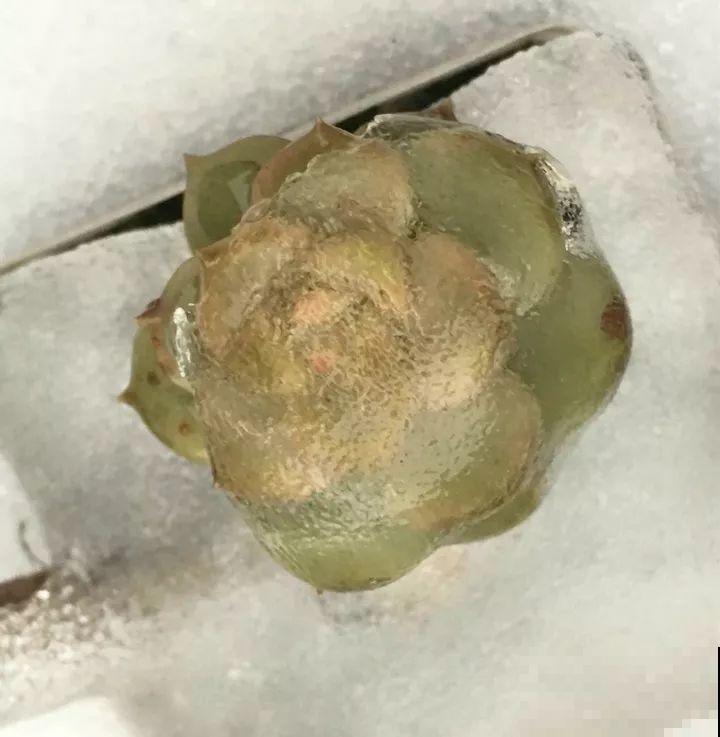 多肉忘了搬回家，一夜冻成冰疙瘩，手一碰哗哗掉！