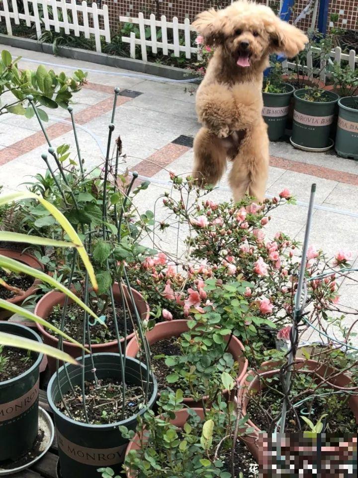 不同季节种不一样的花，这样的院子，才是我心中的世外桃源！