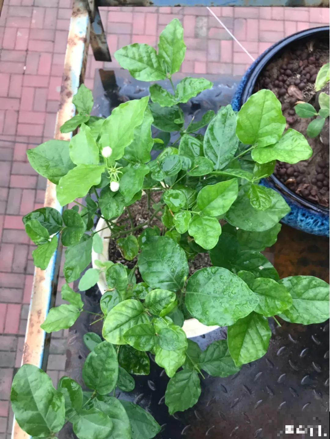 家里养茉莉，现在修剪施肥，就别指望安稳过冬了！