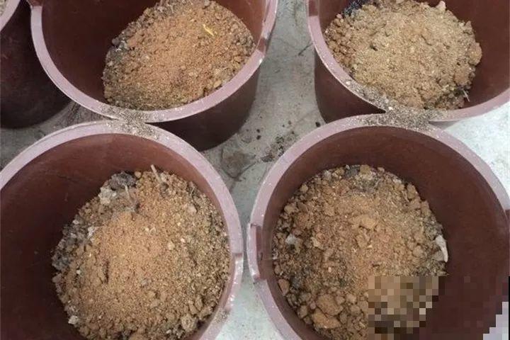 养花就得用粪桶，越养花越壮，不管也能开爆盆！