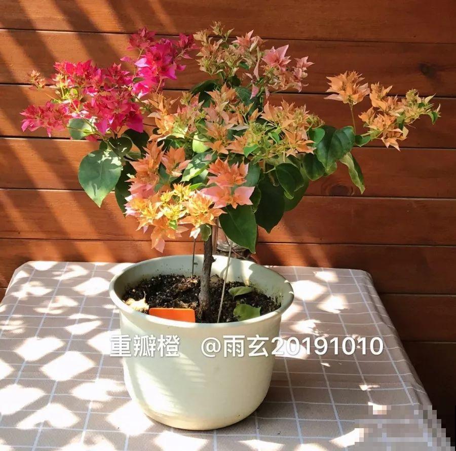 家里有三角梅的，露养断水2个月，安全越冬不用愁！