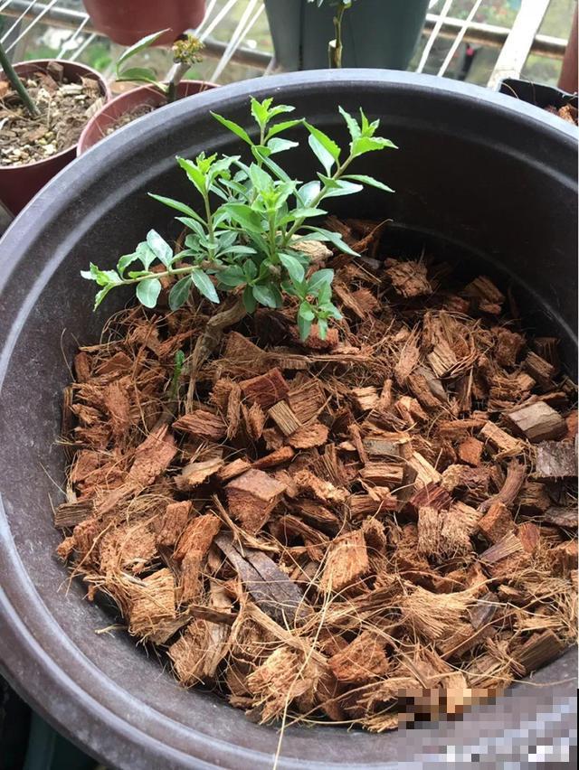 超市买一把枸杞，种盆里变盆栽，10天冒芽，明年就能有果子摘！