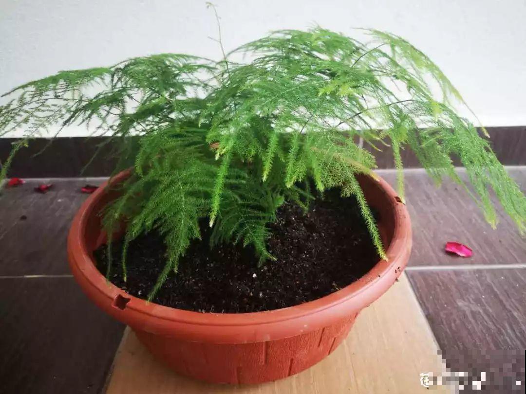 花盆里出现这东西，预示着好换盆了，不然一浇水就烂根！