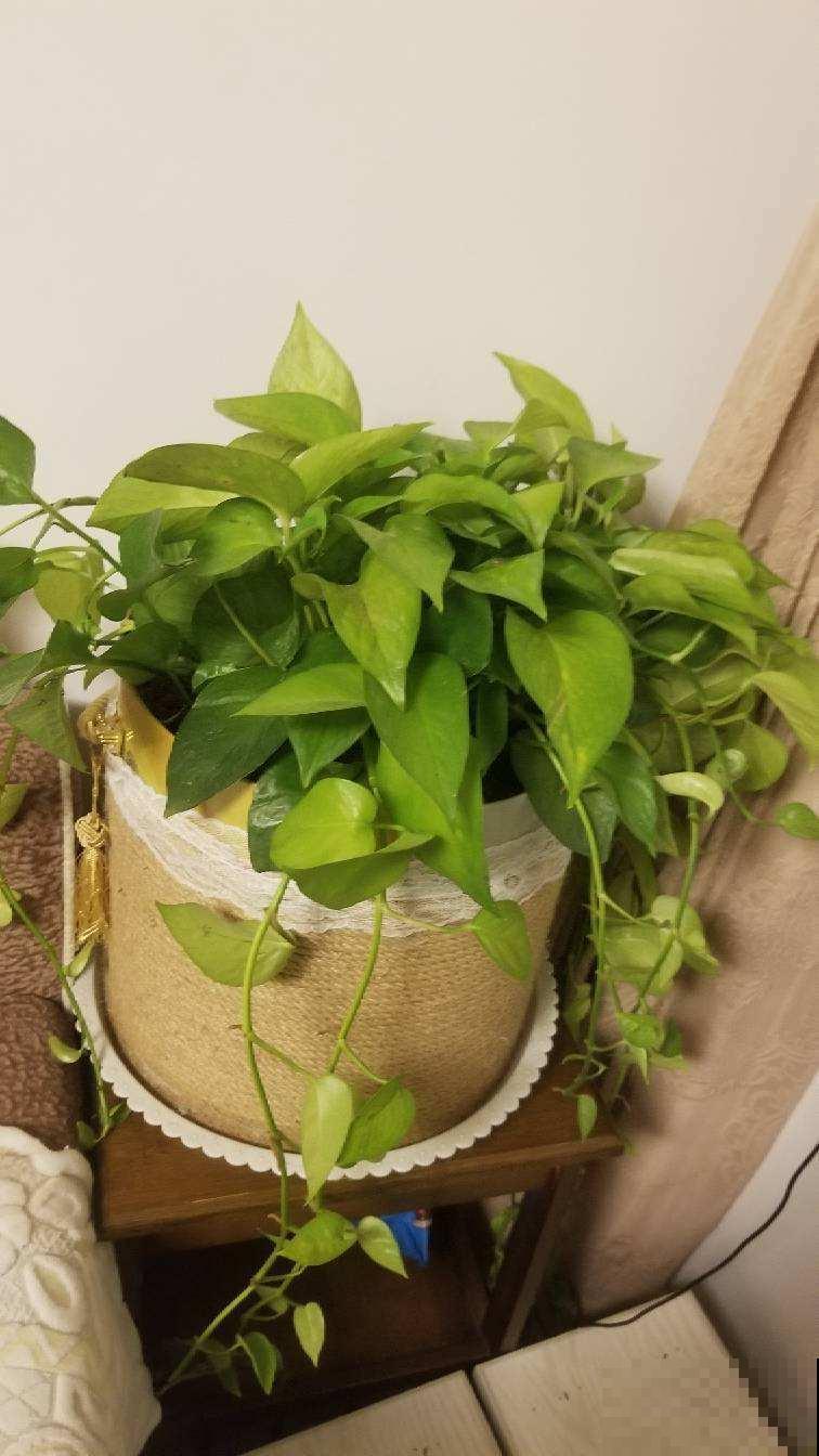 这3种植物放卫生间，空气立马清新起来，绿油油一片很养眼