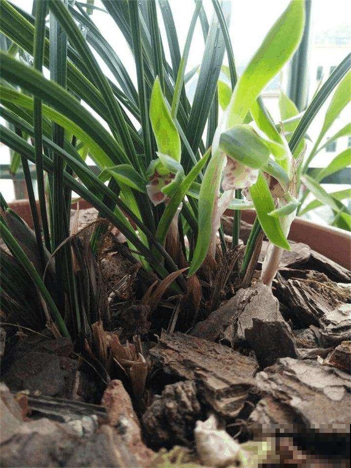 树林捡点这种烂树皮，花盆放几片，花草十年没招过蚊虫病菌！