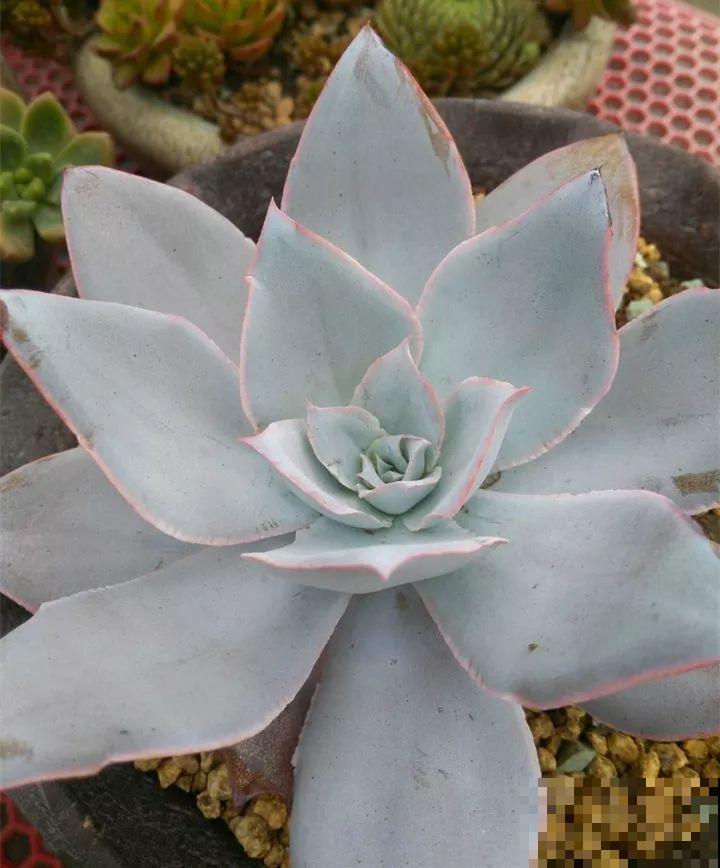 秋冬养了这种花，只要给它晒太阳，不用施肥都长胖！