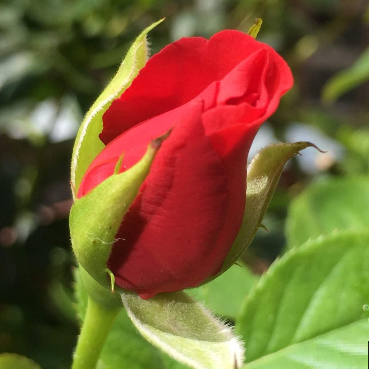 蔷薇花太美，一不小心买成月季，亏大了