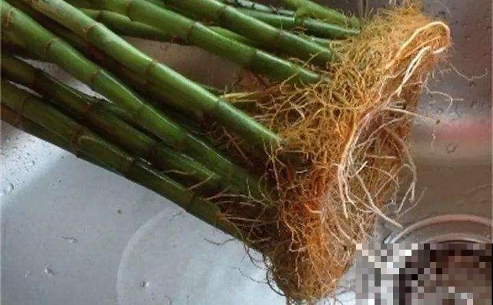 秋冬水培太容易嗝屁，不如趁现在这么一搞，再降温也能呼呼冒新芽