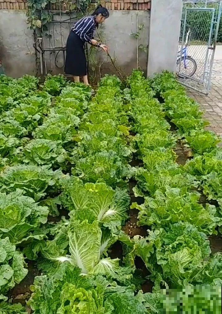 空荡荡的砖地,被她种了上百颗包菜,一年到头吃不完! 空荡荡的砖地,被她种了上百颗包菜,一年到头吃不完!