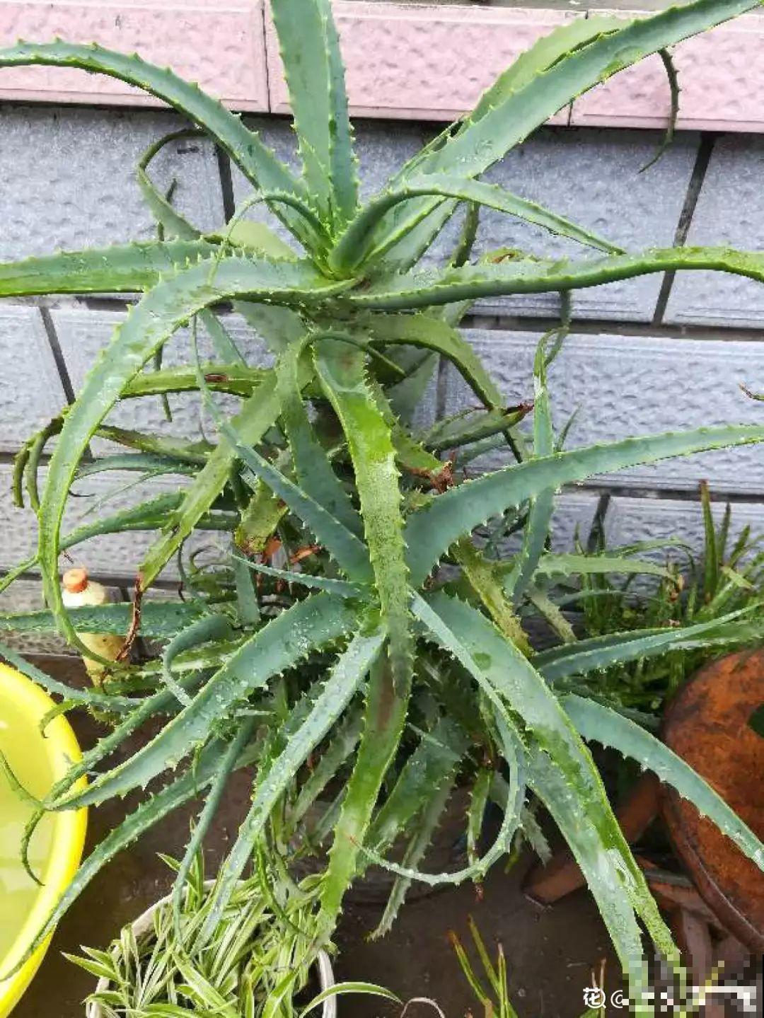 人养花，花也养人，这15种花，越养家里越干净！