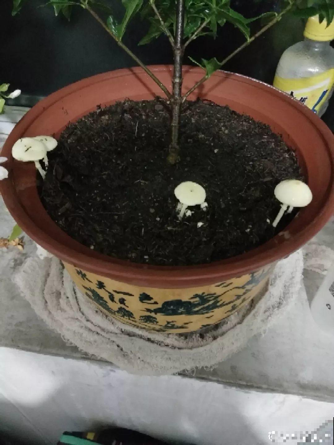 水培瓶里能养小鱼？别惊讶，还有养龙虾的呢！